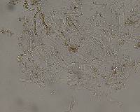 Rhizopogon roseolus image