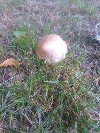 Macrolepiota mastoidea image