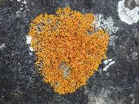 Xanthoria aureola image