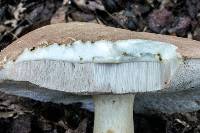 Tylopilus plumbeoviolaceus image