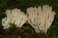 Ramariopsis kunzei image