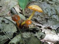 Hygrocybe psittacina var. perplexa image