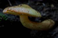 Pholiota alnicola image