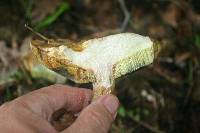Boletus pallidus image