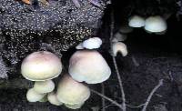 Hypholoma subviride image