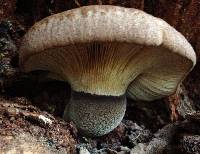 Tapinella atrotomentosa image