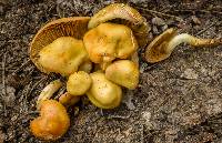 Pholiota alnicola image