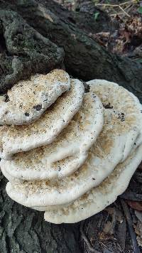 Perenniporia robiniophila image