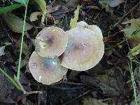 Tricholoma fulvum image