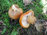 Tricholoma aurantium image