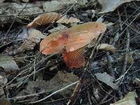 Boletus luridus image