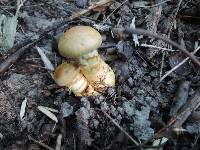 Cortinarius triumphans image