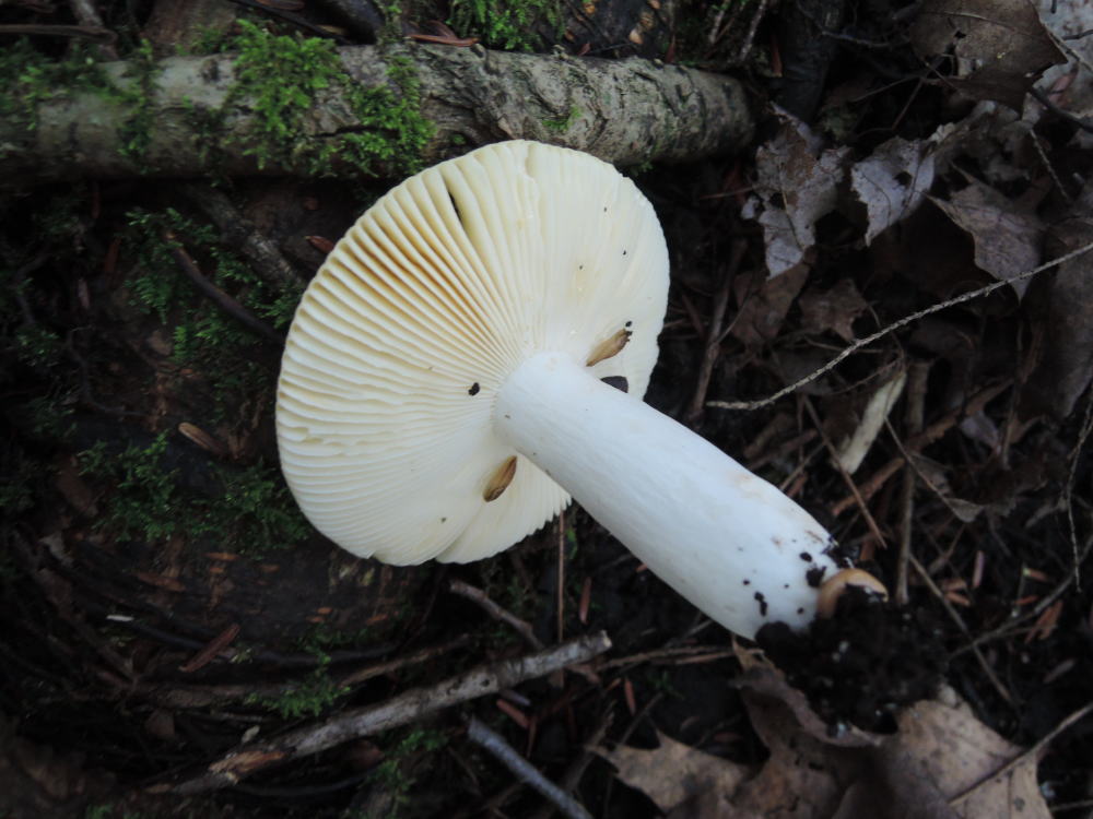 Russula betuletorum image