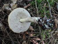 Leccinum cyaneobasileucum image