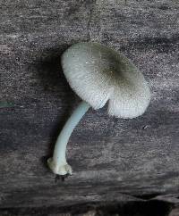 Volvariella nigrodisca image