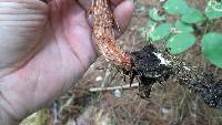 Boletellus russellii image