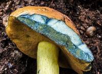 Boletus pseudosulphureus image