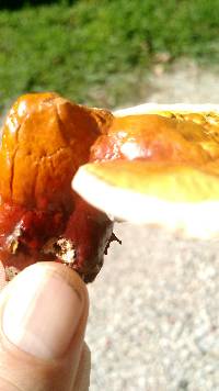 Ganoderma curtisii image