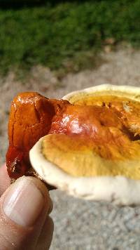 Ganoderma curtisii image