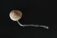 Inocybe mucidiolens image