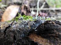 Arcyria cinerea image