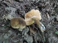Lactarius fuliginosus image