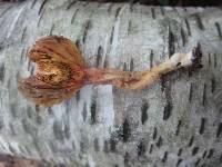 Phylloporus leucomycelinus image