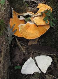 Laetiporus cincinnatus image