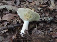 Lactarius chrysorrheus image