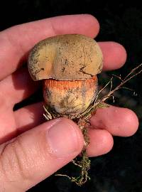 Boletus luridus image