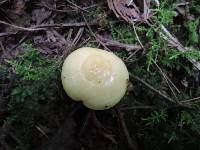 Lactarius aspideoides image