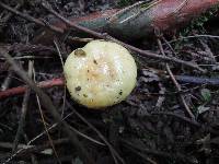 Lactarius aspideoides image