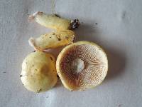 Lactarius aspideoides image