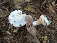 Cortinarius alboviolaceus image