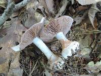 Cortinarius alboviolaceus image