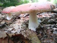 Russula silvicola image