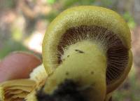 Cortinarius delibutus image