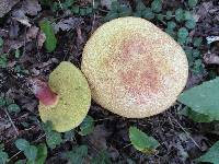 Baorangia bicolor image