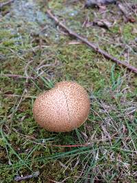 Aureoboletus innixus image