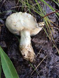 Gyroporus cyanescens image