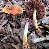 Cortinarius corrugatus image