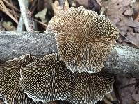 Daedaleopsis confragosa image
