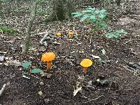 Boletus aurantiosplendens image