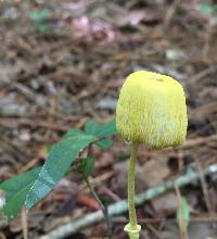 Leucocoprinus fragilissimus image