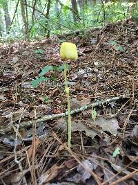 Leucocoprinus fragilissimus image