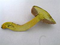 Tylopilus virens image