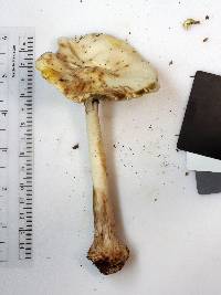 Amanita brunnescens image