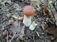 Boletus chippewaensis image