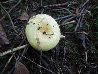 Lactarius aspideoides image