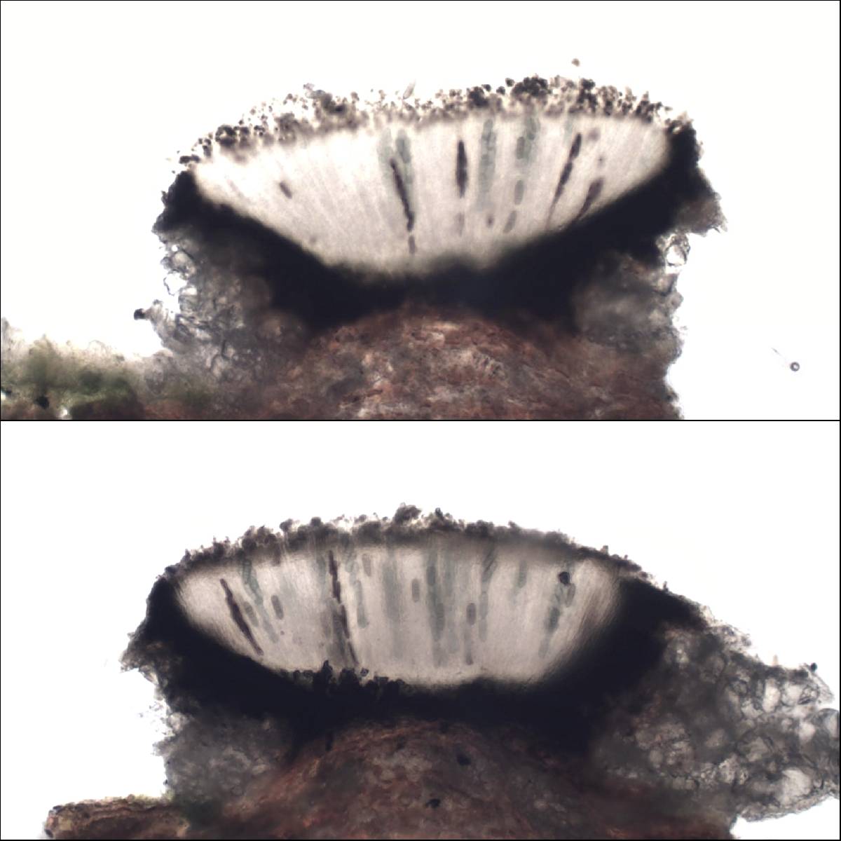 Phaeographis lyellii image